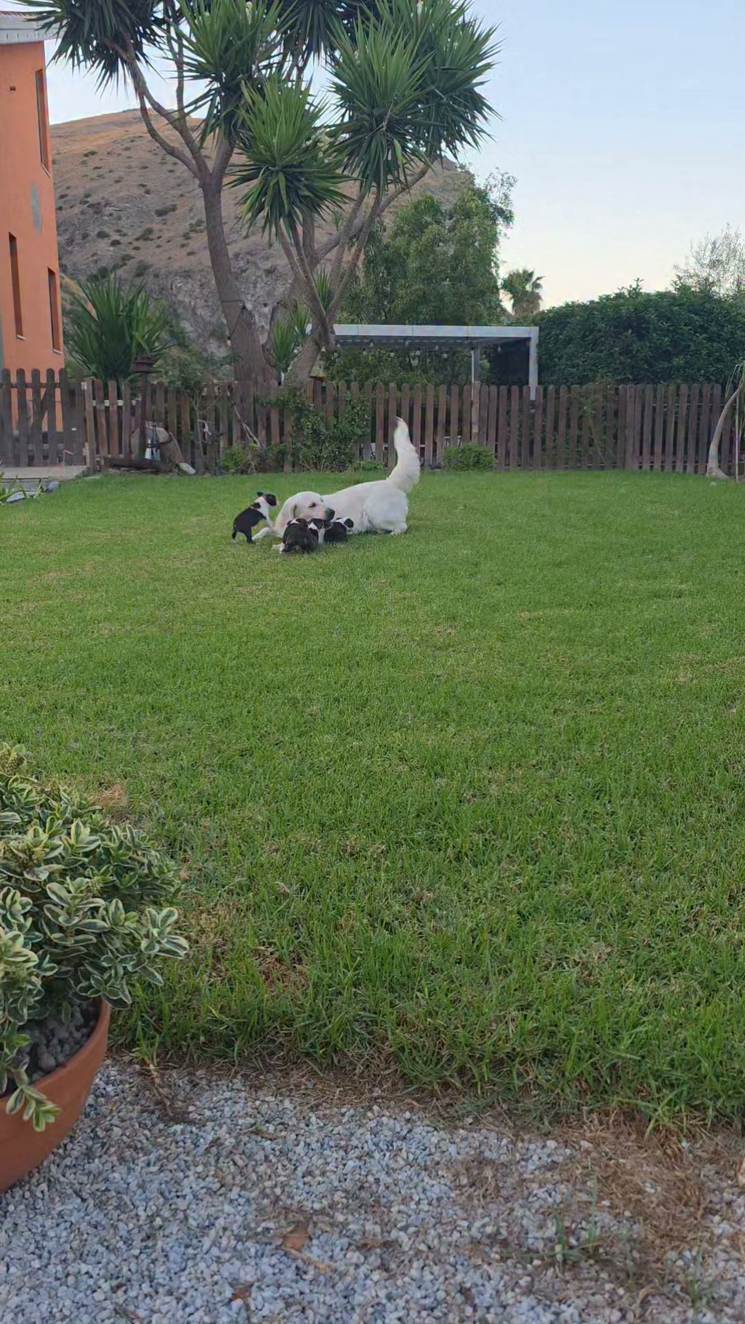 Morgana kennel. 
Tutte le sere Daisy gioca con i piccoli prima della nanna. 
Bellissimi cuccioli di Boston terrier.