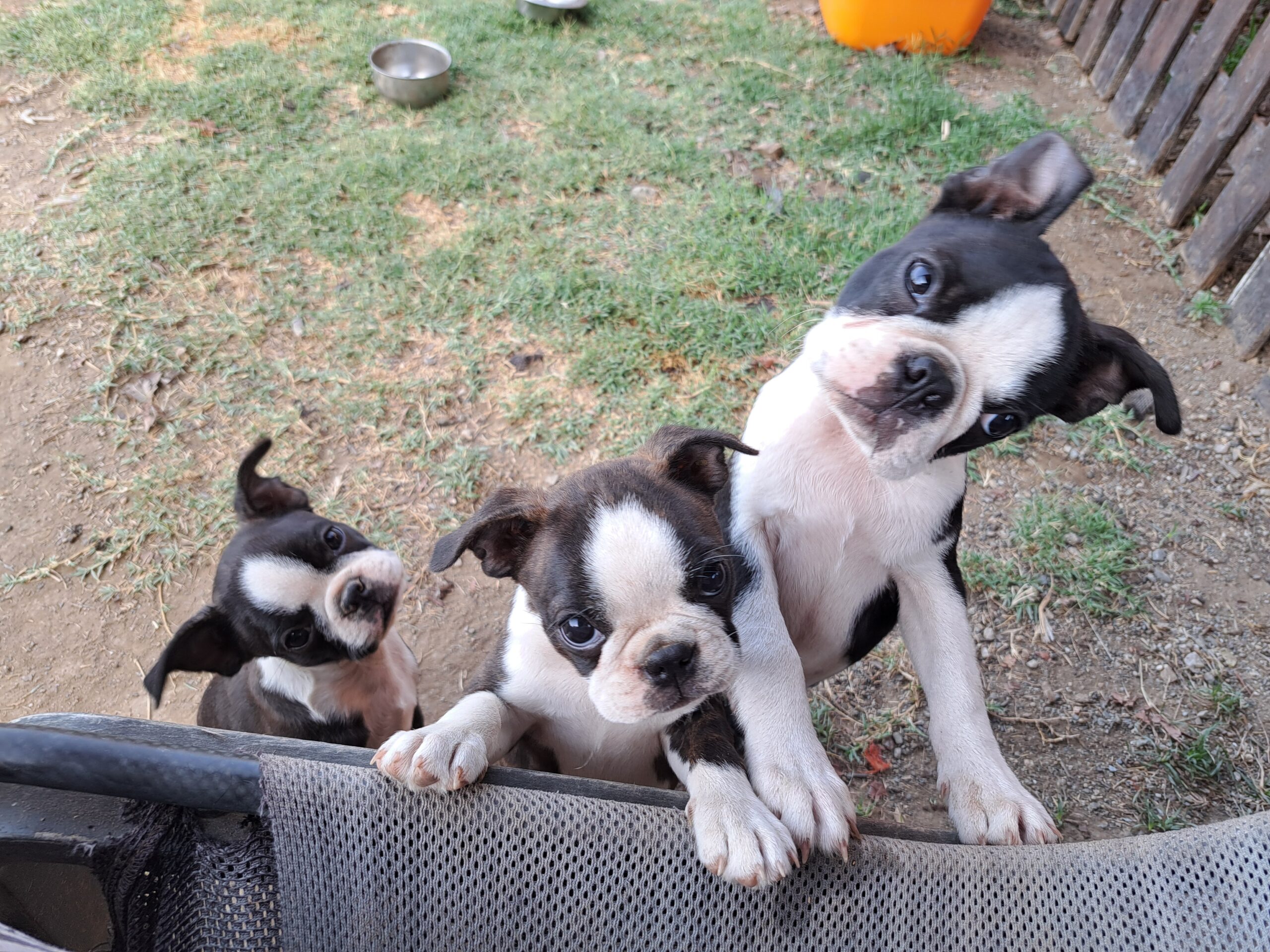 cuccioli boston terrier