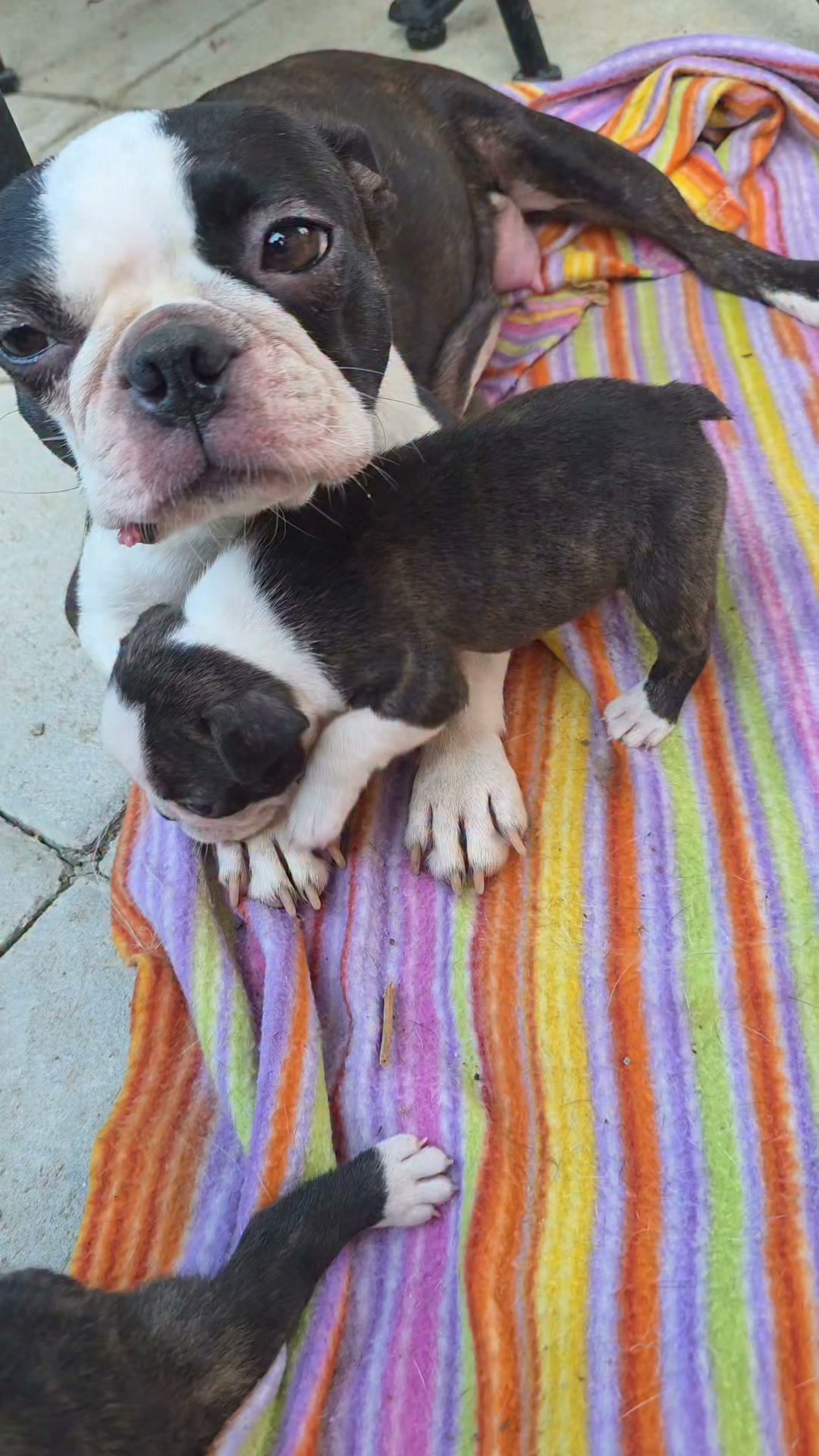 Sweet puppies.
Boston terrier di Nobile Morgana.
