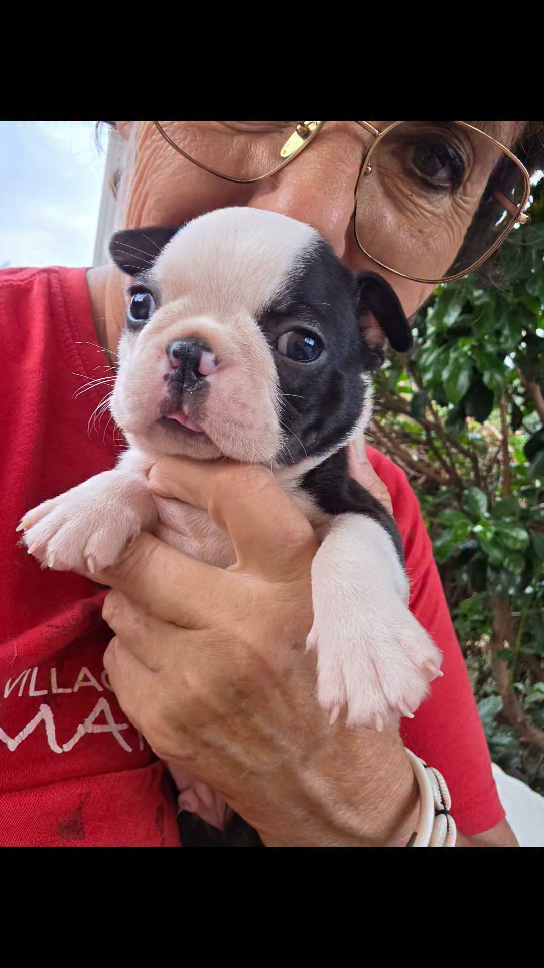 Boston terrier 
Deliziosi maschietti.
Sire D'IVA BOSTON SERGIO 
Dame Cindy Star
