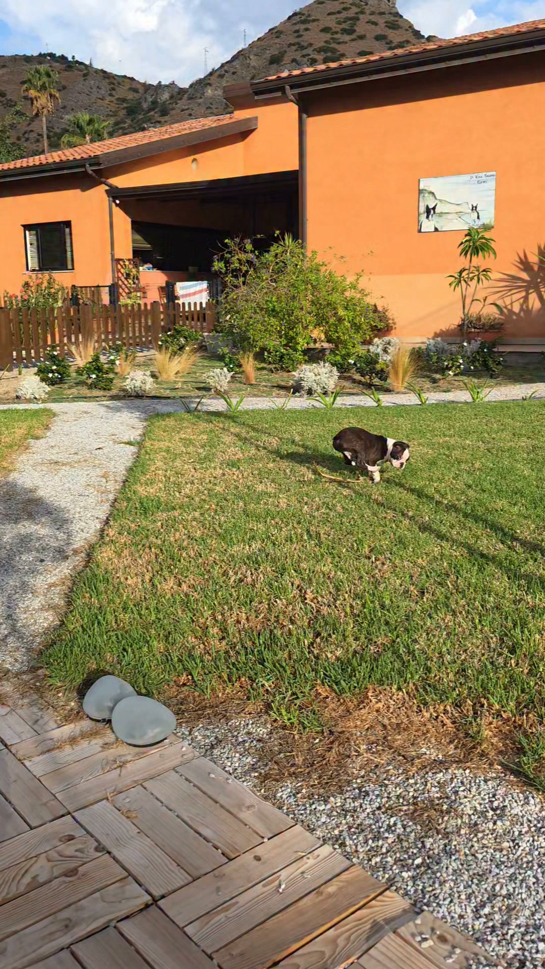 Titano di Nobile Morgana. 
Tito.
Bellissimo maschietto,  interamente vaccinato.
Microchip. Pedigree stratosferico. 
Sire D'IVA BOSTON SERGIO 
Dame Arco Iris Oklahoma Blues