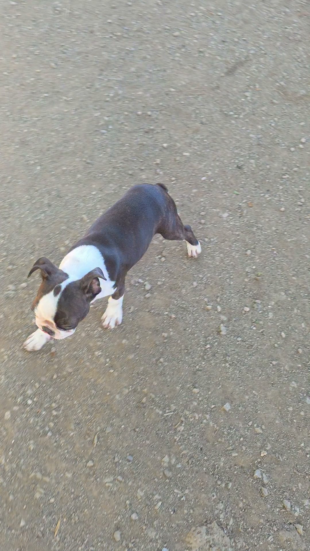 Boston terrier. 
Quasi pronti!
A breve ultimo vaccino.  Pm