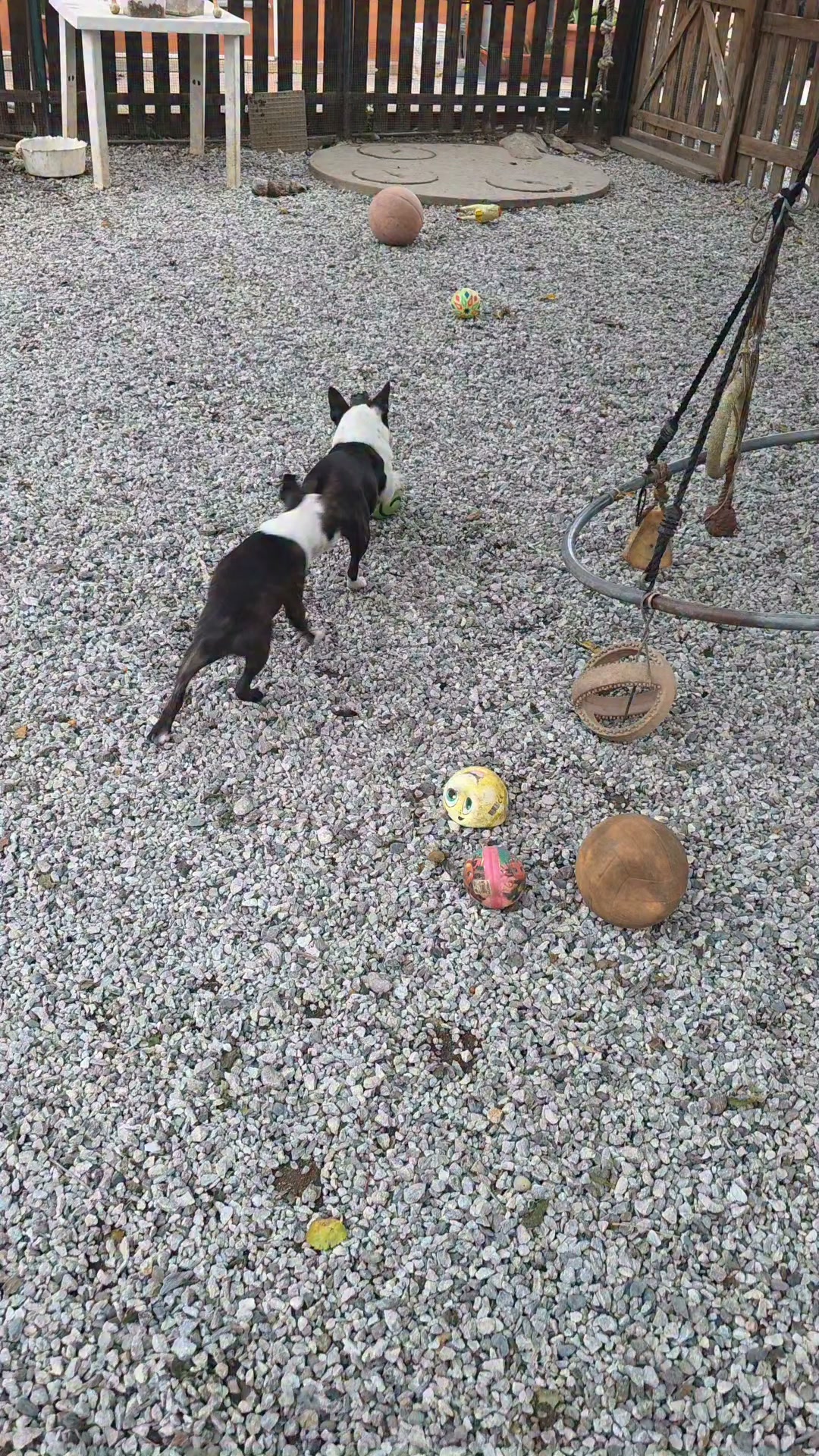 Morgana kennel. 
Sun & fun!