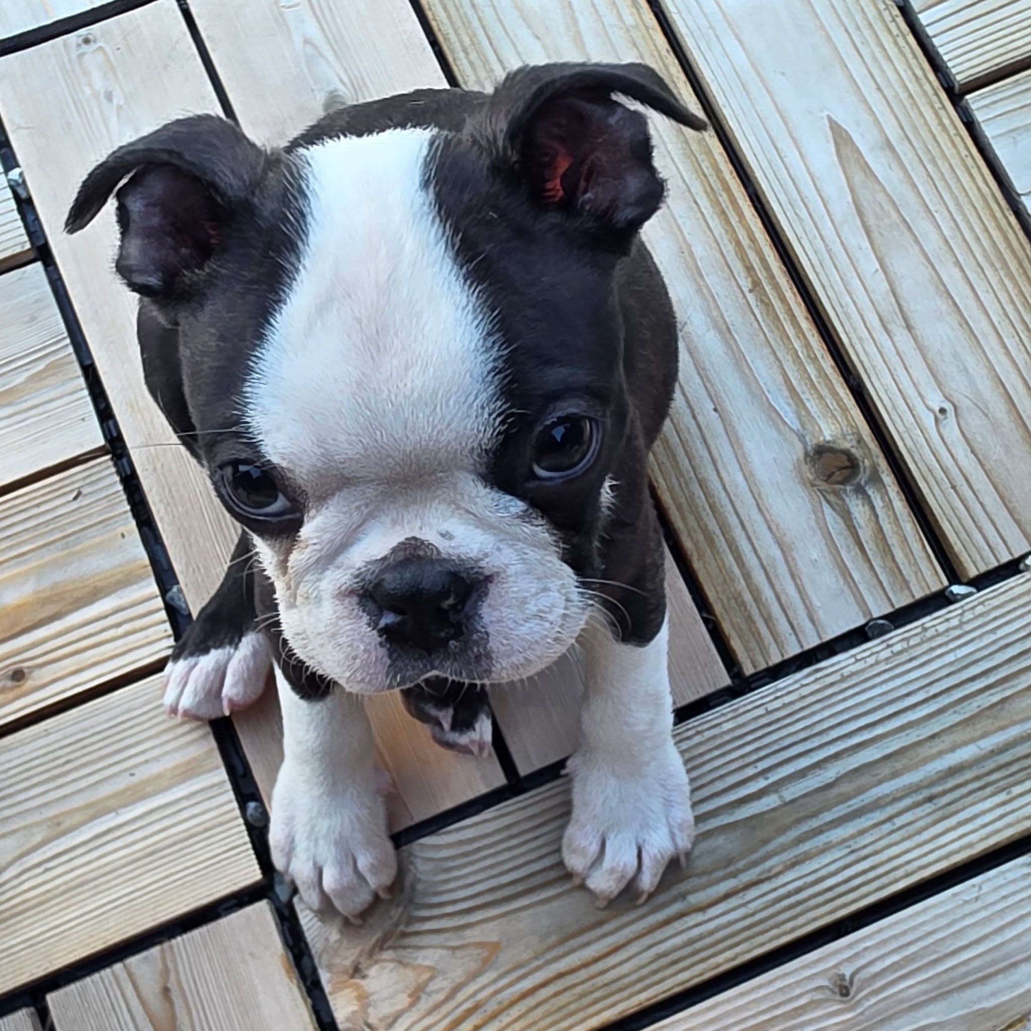 Ulderico di Nobile Morgana 
Maschietto dolcetto!
Sire M ch. D'IVA BOSTON SERGIO 
Dame Cindy Star