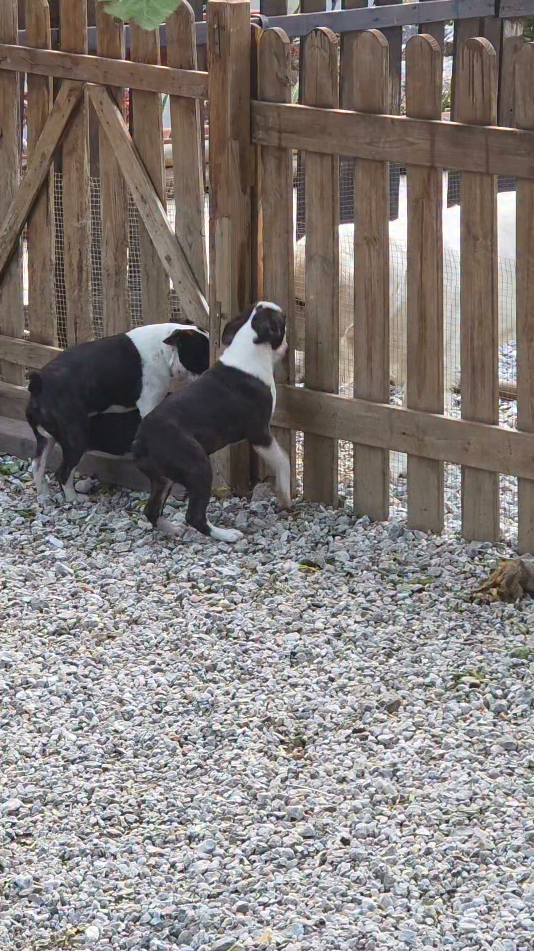 Boston terrier,  maschietto brindle super affettuoso. 
Titano di Nobile Morgana,  Tito per gli amici.
Papà il multi ch D'Iva Boston Sergio 
Madre Arco Iris Oklahoma Blues 
Entrambi testati per patologie di razza. 
Piano vaccinale completo. Pronto per una bella famiglia!