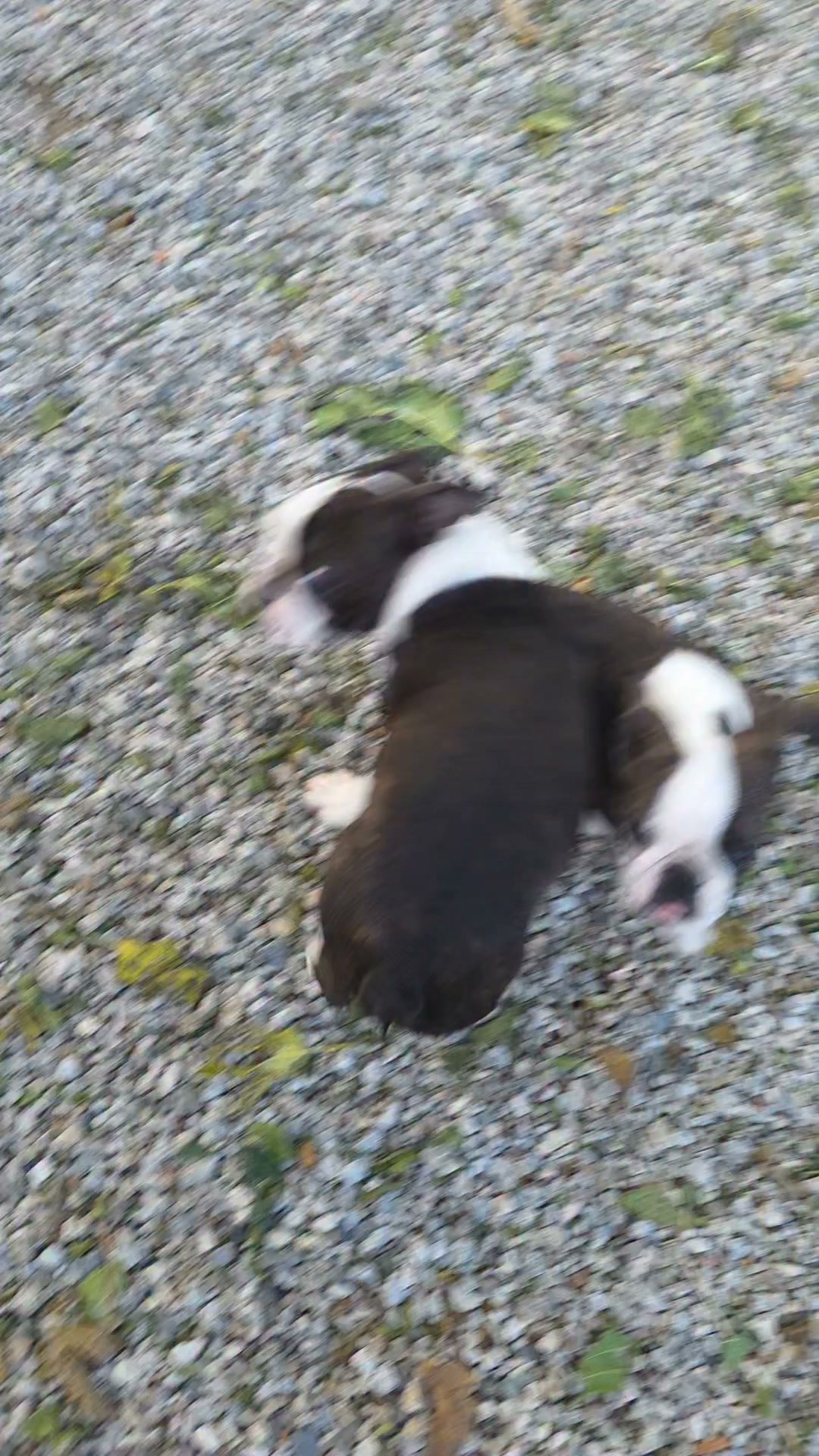 Tito, Triskele ed Eta Beta di Nobile Morgana
