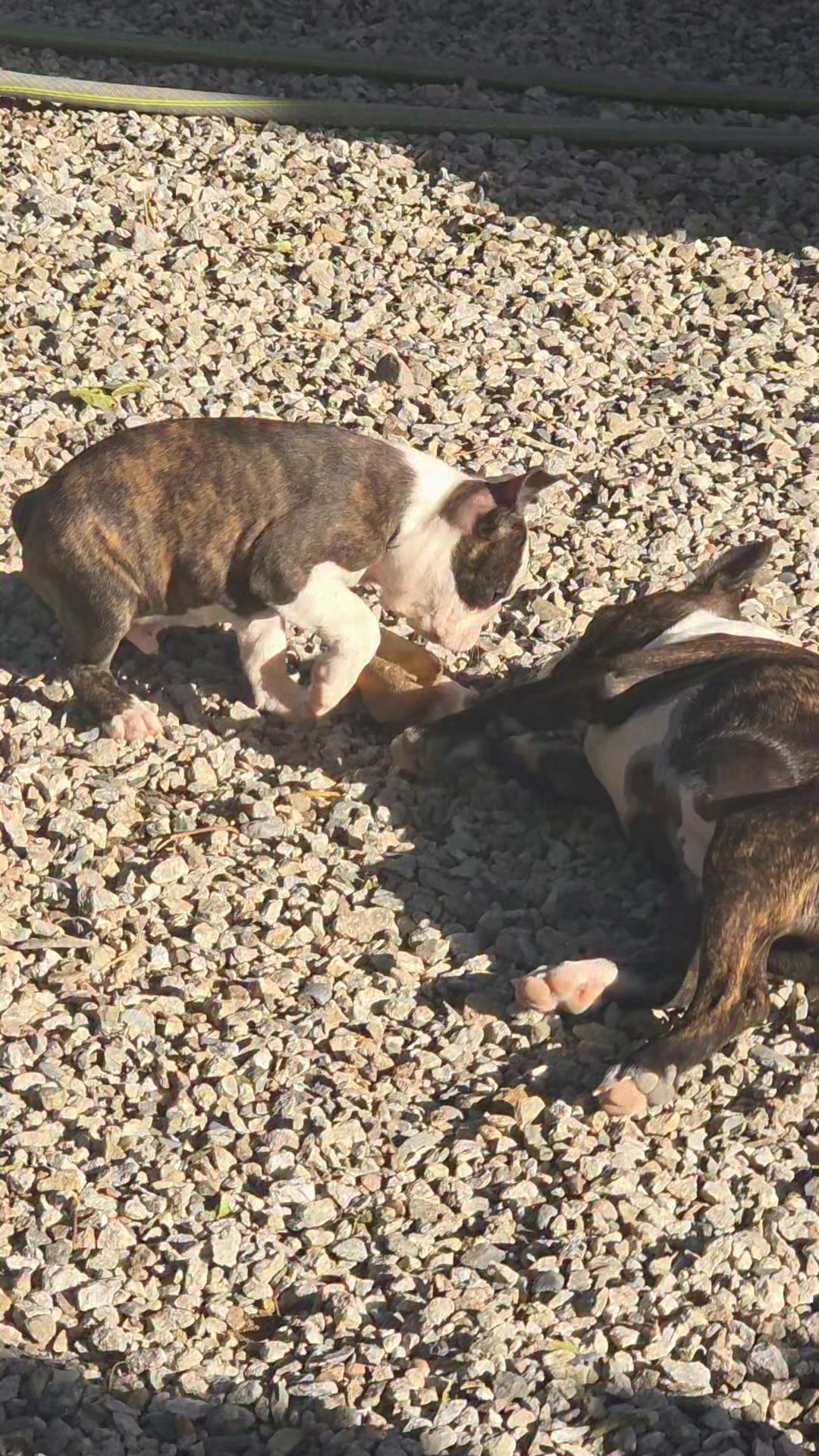 Morgana kennel,  Boston terrier. 
I cuccioli più giovani interagiscono con i più grandicelli. 
La socializzazione fra coo-specifici è fondamentale per una crescita sana ed equilibrata.