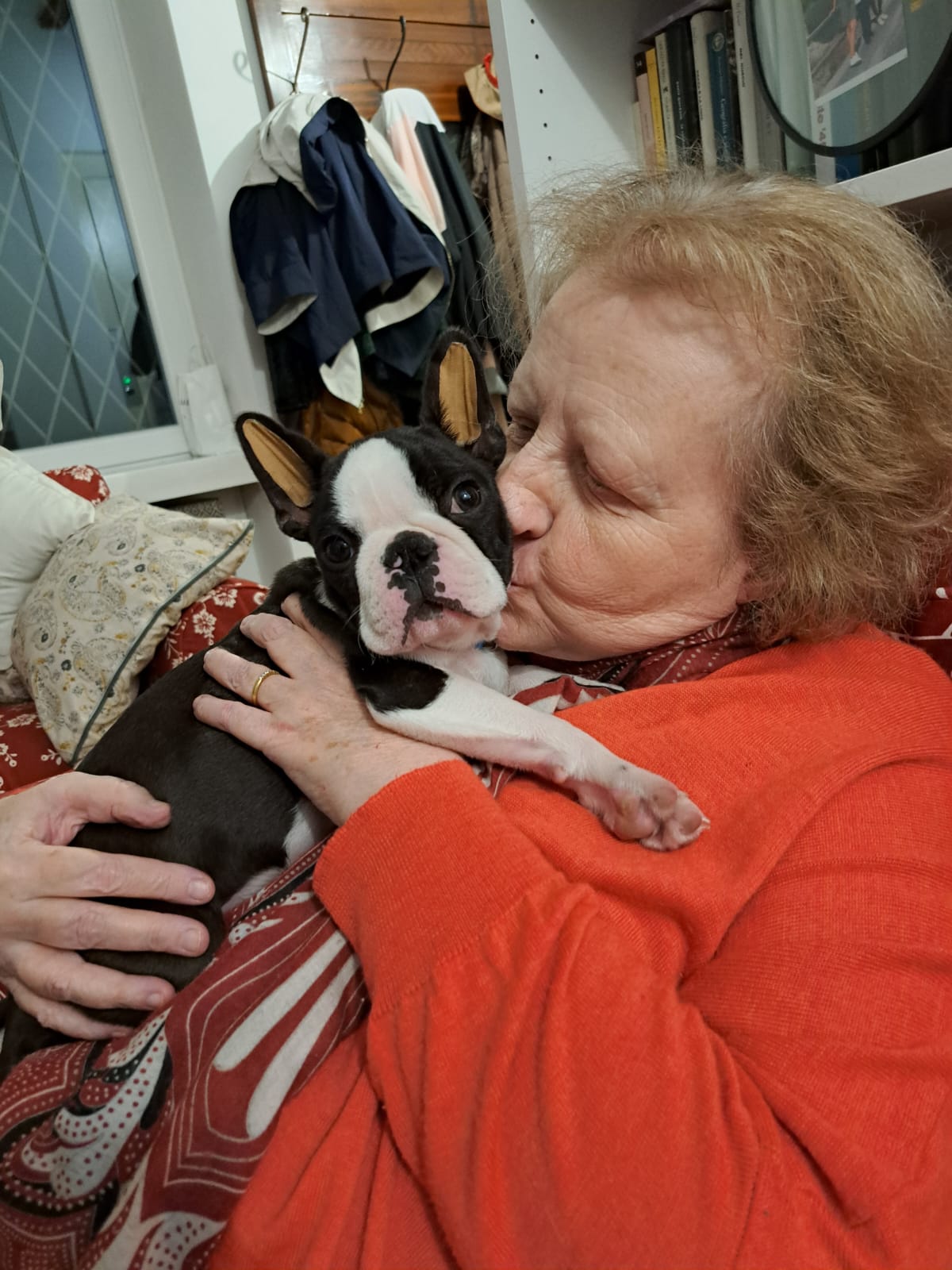 Bostonterrier