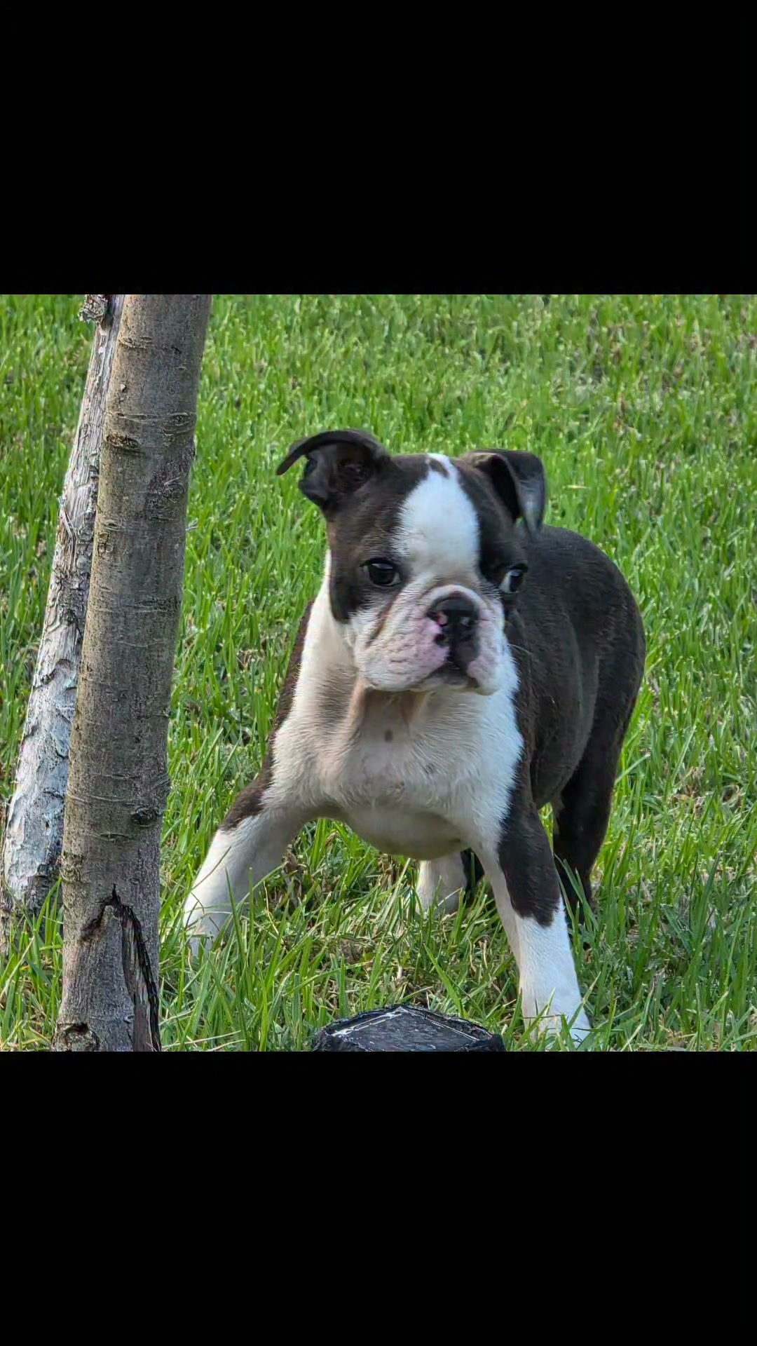 Titano di Nobile Morgana.  Aka Tito!
Sire multi ch D'Iva Boston Sergio 
Dame Arco Iris Oklahoma Blues