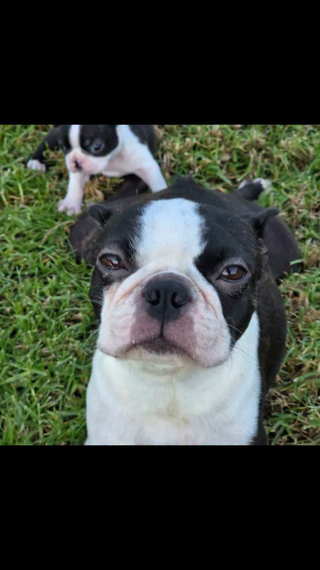 Prima uscita per questi splendidi Bostoncini.
Sire multi ch D'Iva Boston Sergio 
Dame Cindy Star.
Genitori entrambi testati per le patologie di razza.