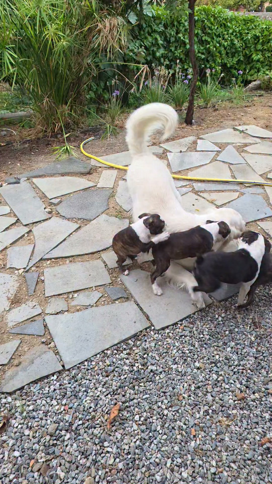 Bostoncini giardinieri. 

Dicono che arriva la pioggia, ma noi non l'abbiamo vista, quindi bagnamo le piante! Che aiutanti!
Morgana kennel,  sun & fun!