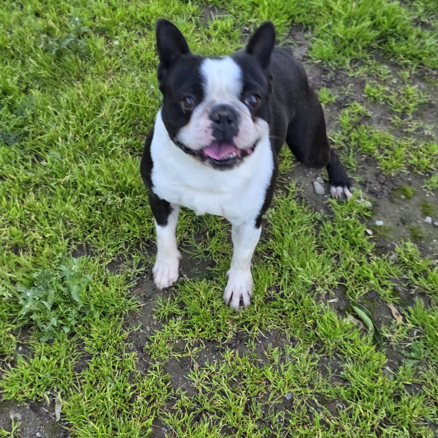 boston terrier