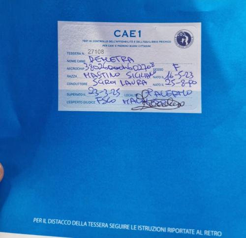 cae1