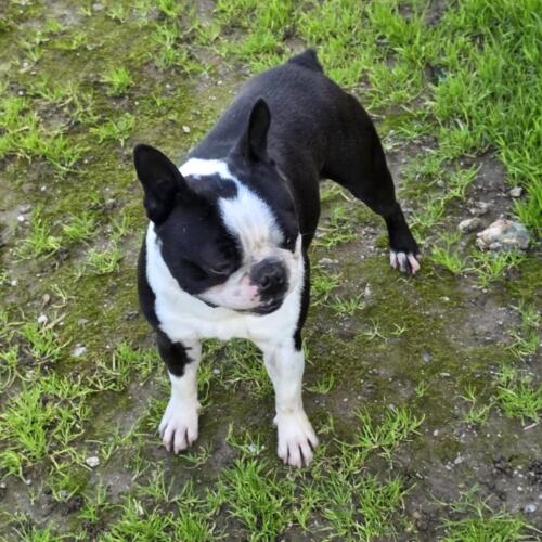Boston terrier D’Iva