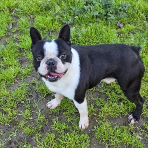 boston terrier