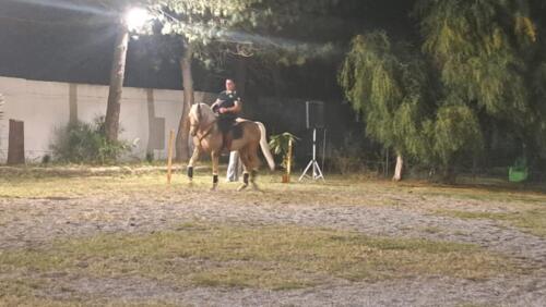 Pony